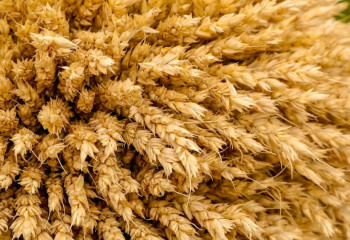 Қазақстандық шаруалар 17 млн га алқаптан астық жинады