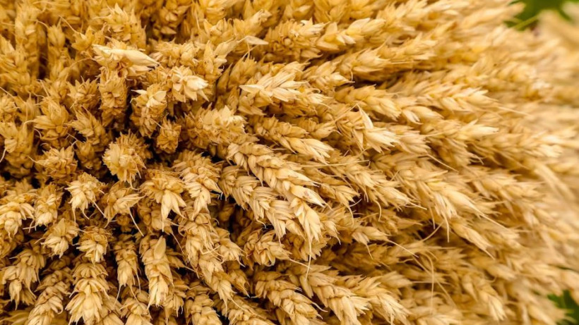  ©El.kz/Бауыржан ЖУАСБАЕВ 