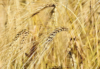 Қазақстандық шаруалар 17 млн га алқаптан астық жинады