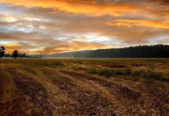 ШҚО-да 690 млн теңгеге жер учаскесі мемлекетке қайтарылды