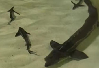 В Казахстане энтузиасты возрождают аральского осетра