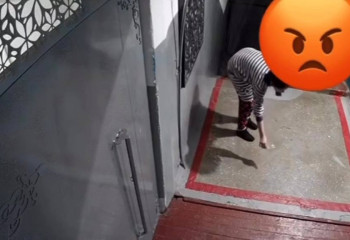 Облившую кошку уксусом жительницу Павлодара установили полицейские