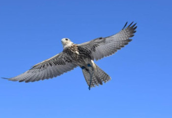 На турнире «Шығыс салбұрыны 2023» определили лучшего беркутчи