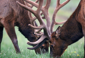 Близ Астаны все чаще замечают лосей