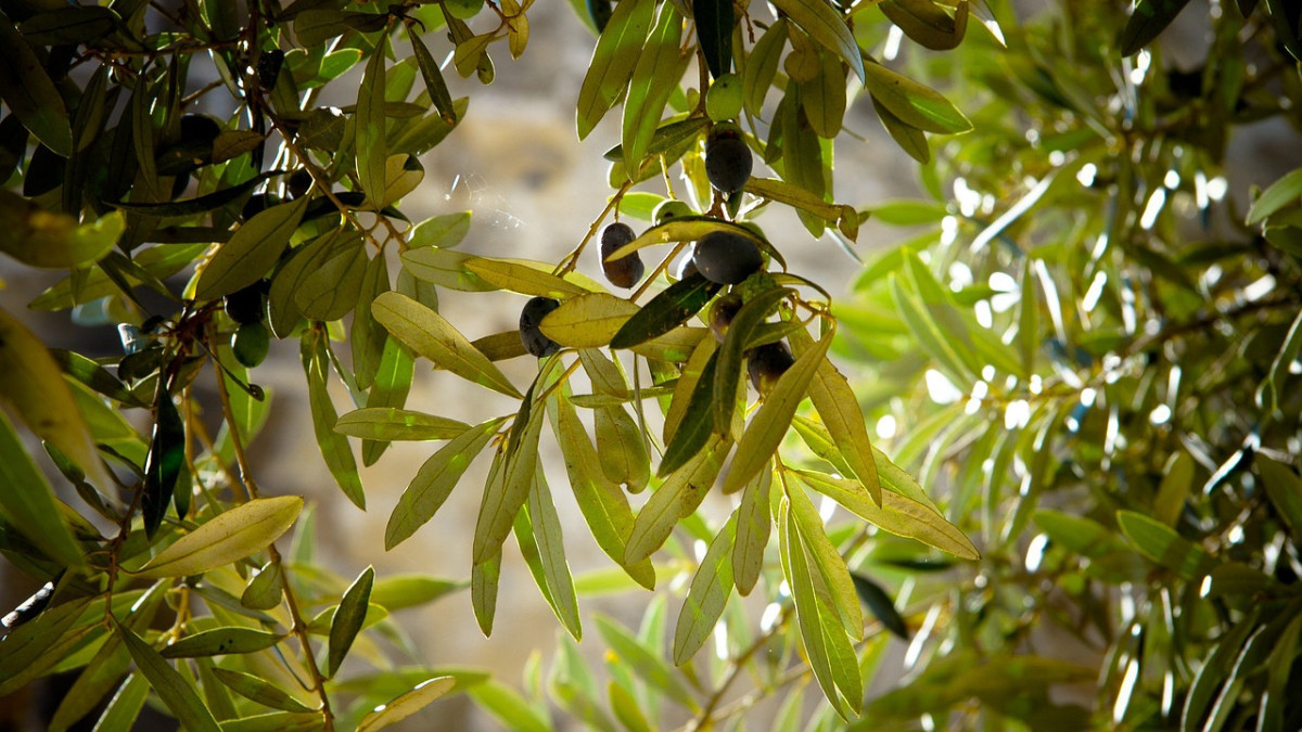 В Мангыстау начали сажать оливковые деревья - аким
