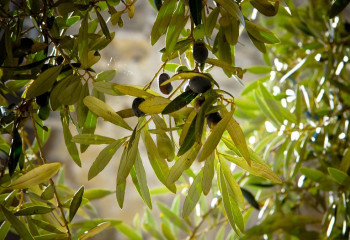 В Мангыстау начали сажать оливковые деревья - аким