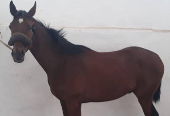 Қарағанды облысында таза қанды араб тұқымды бәйге атын ұрлап, сойып алған күдіктілер ұсталды