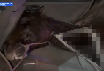 ШҚО тұрғыны жеңіл автокөлікпен жылқы тасымалдаған