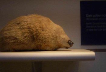 Учёные обнаружили золотого крота, который 87 лет считался вымершим