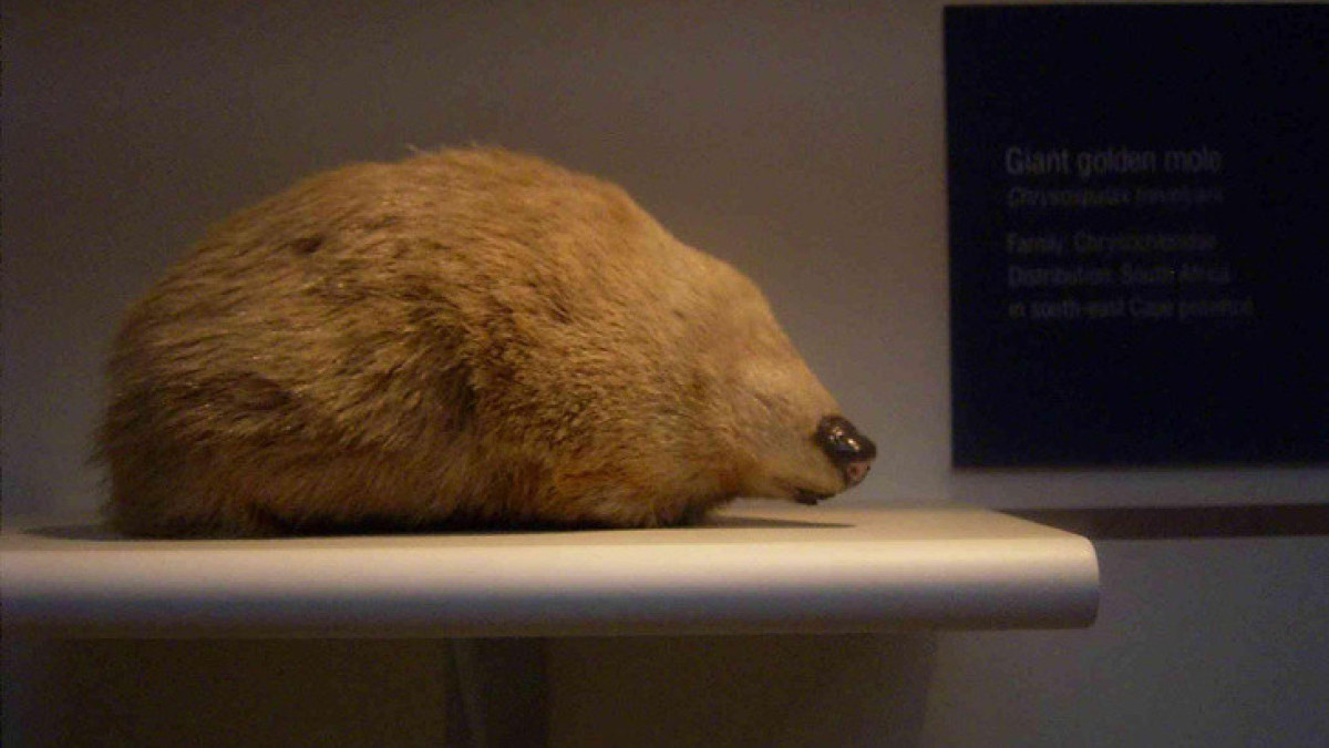 Golden mole not seen for 80 years and presumed extinct is found again in South Africa