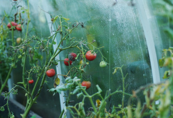 АШМ жылыжайларды субсидиялай бастады