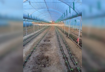 9 млн прибыли за сезон: в Казахстане на теплицах бизнесмены будут зарабатывать еще больше