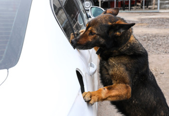 Кинологтардың қырағылығы контрабанданың жолын кеседі