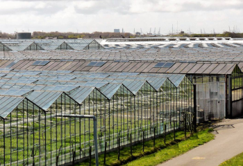 Государство поддержит тепличников в Казахстане