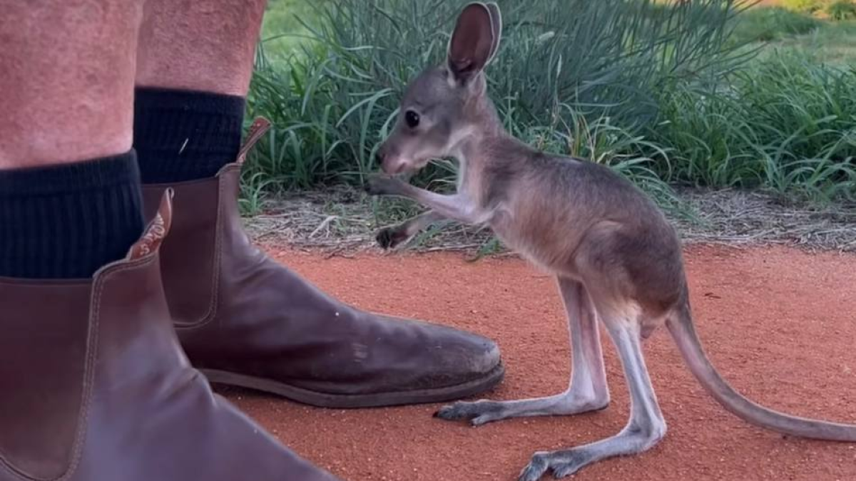 Австралийский заповедник показывает жизнь сироты-кенгуренка