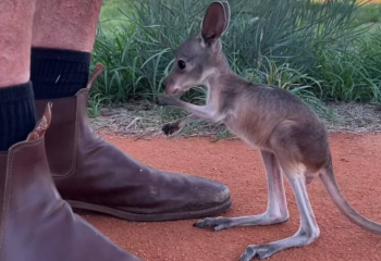 Австралийский заповедник показывает жизнь сироты-кенгуренка
