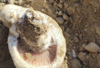 Маңғыстауда желтоқсанда саңырауқұлақ өсіп жатыр