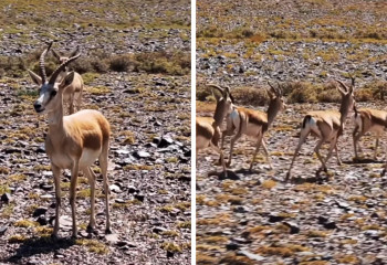 Самую красивую антилопу запечатлели в нацпарке Алтын-Эмель