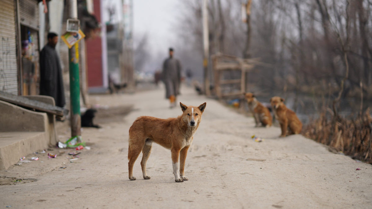 Трое детей погибли от укусов бродячих собак в Казахстане