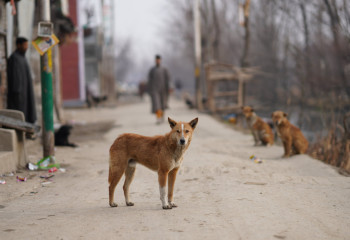 Трое детей погибли от укусов бродячих собак в Казахстане