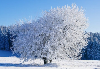 Қыс қаһарына мінді: елімізде 46 градусқа дейін аяз болады