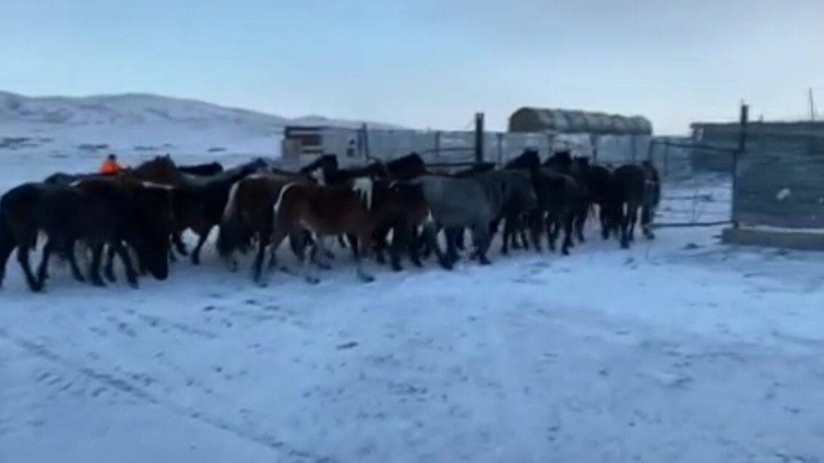 31 пропавшую лошадь вернули фермеру полицейские Карагандинской области