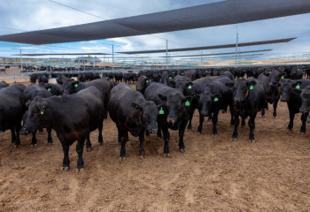 Ет пен дақылдар – Аустралиядағы ауыл шаруашылығының ең тиімді бағыттары