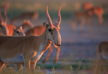 В Казахстане увеличилась численность сайгаков