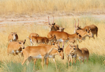Сайгак в Казахстане переходит в категорию «меньшего риска исчезновения»