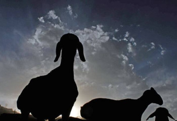 Полицейлер 200-ге жуық мал ұрысын ұстады