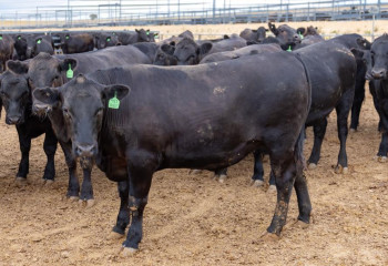 Минсельхоз изучает методы снижения цен на мясо