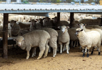 Қазақстан мамандары Аустралияның мал шаруашылығы әдістерін үйренді