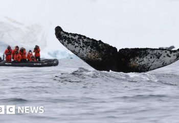 How AI aces animal spotting