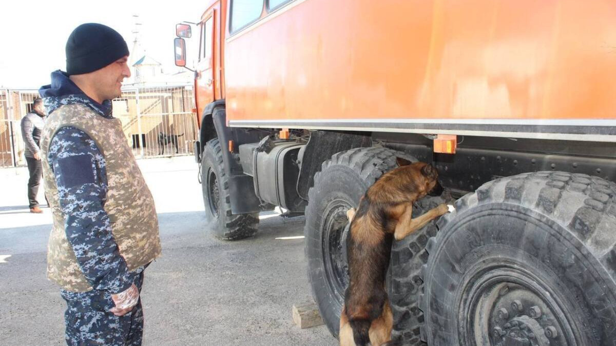 143 преступления раскрыли с помощью служебных собак в Кызылординской области