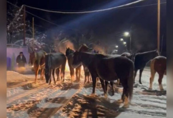 Безнадзорные животные стали причиной 21 ДТП в Жамбылской области