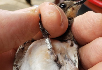 Swallow from Almaty found in Kenya