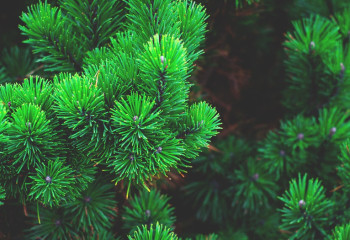 Шыршаны заңсыз кескендерді не күтіп тұр