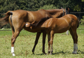 Действительно ли сухое кобылье молоко лечит сахарный диабет и онкологию, выяснили в ходе проверки в Казахстане