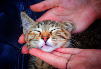 Animal Law center appeared in Kazakhstan