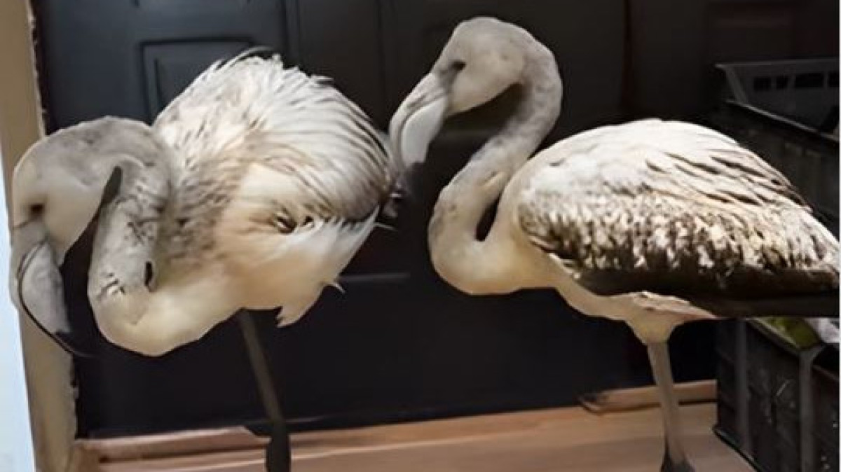  instagram.com/almatyzoo 