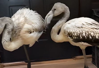В Алматинском зоопарке рассказали о судьбе спасённых блогером Актау фламинго