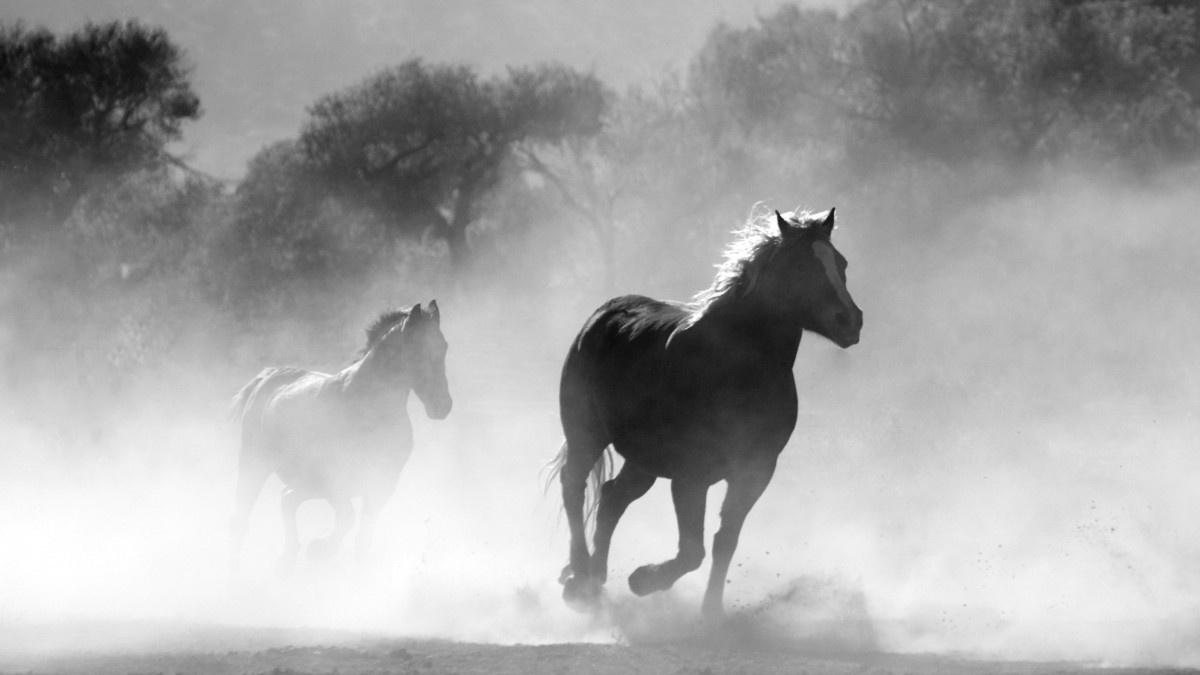 Неделю искали 45 лошадей в Павлодарской области