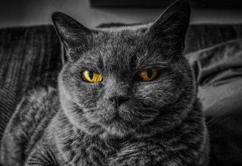 Три года тюрьмы грозит семейчанке за кражу кота