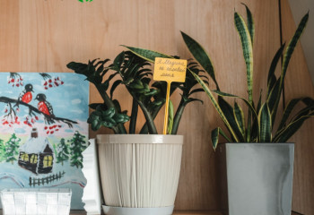 Среди стартапов внедряют экологические стандарты