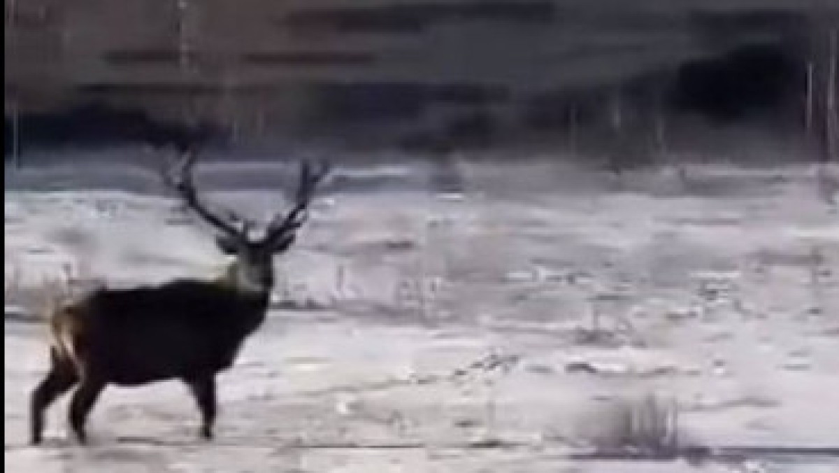  скриншот видео 