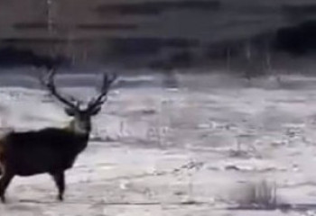 Королевского оленя с огромными рогами запечатлели в Бурабае