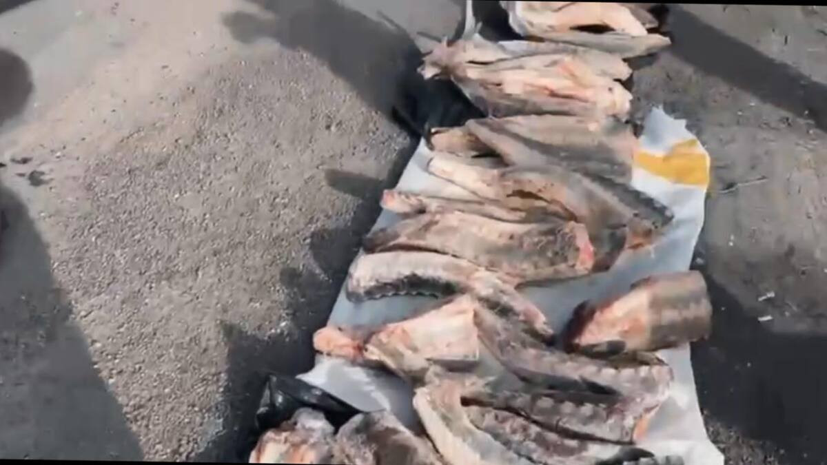85 кг нелегальной осетровой рыбы нашли полицейские у жителя Атырау