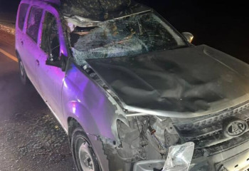 Павлодарда қараусыз қалған мал кесірінен жол апаты болды