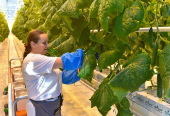 СҚО-дағы жаңа жылыжай қияр өнімін қыста бере бастады