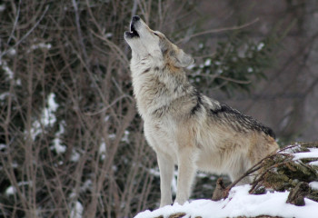 «Балаларды жалғыз жібермеңдер». Қарқаралыда адамдарға қасқыр шапты
